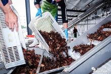 國聯(lián)水產(chǎn)湖南首個小龍蝦加工廠開業(yè)